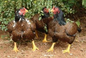 3_fat_ladies_lrg_indians_