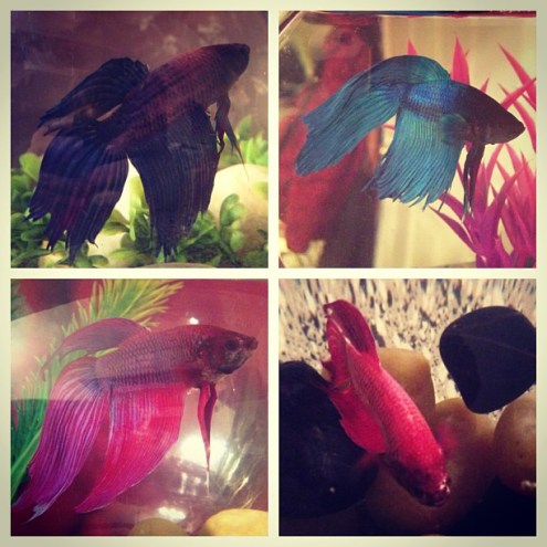 bettas