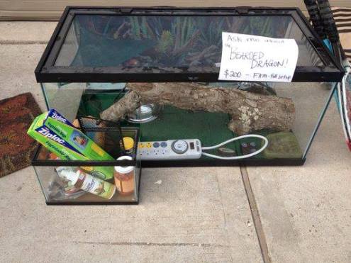 Bearded Dragon Stuff