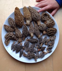 morels